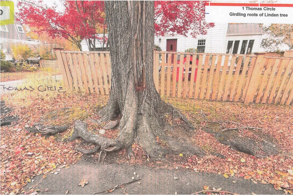Screenshot 2026-01-16 at 14-09-31 Select Board denies Thomas Circle tree removal postpones decision on municipal pines