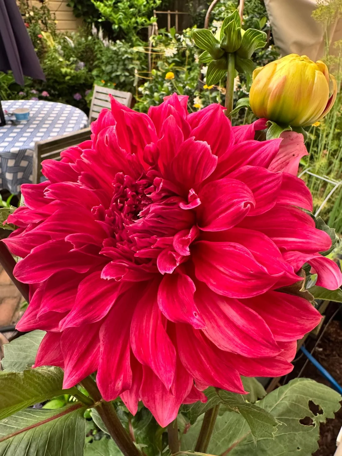 colleens-garden