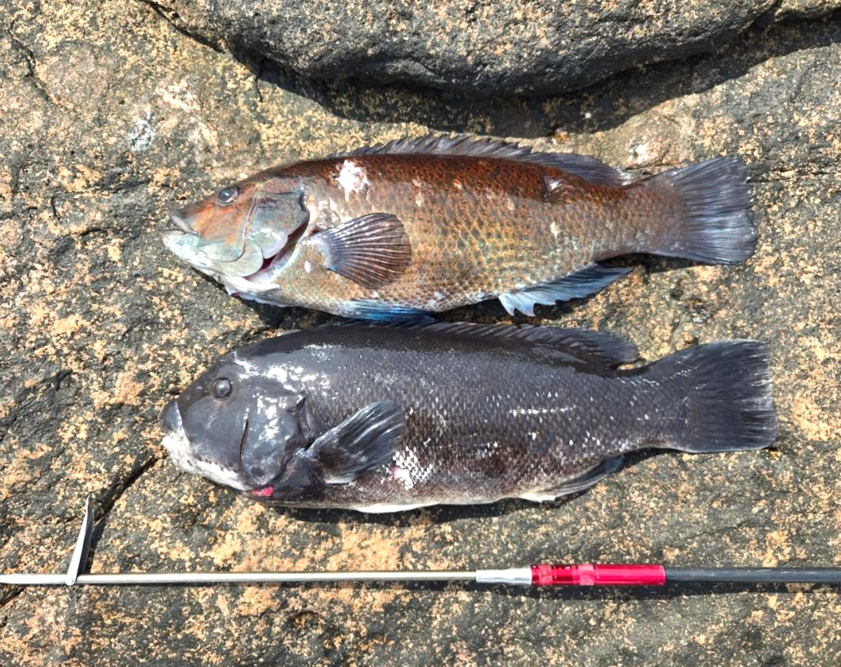 Two speared fish on wet granite beside a slim metal polespear
