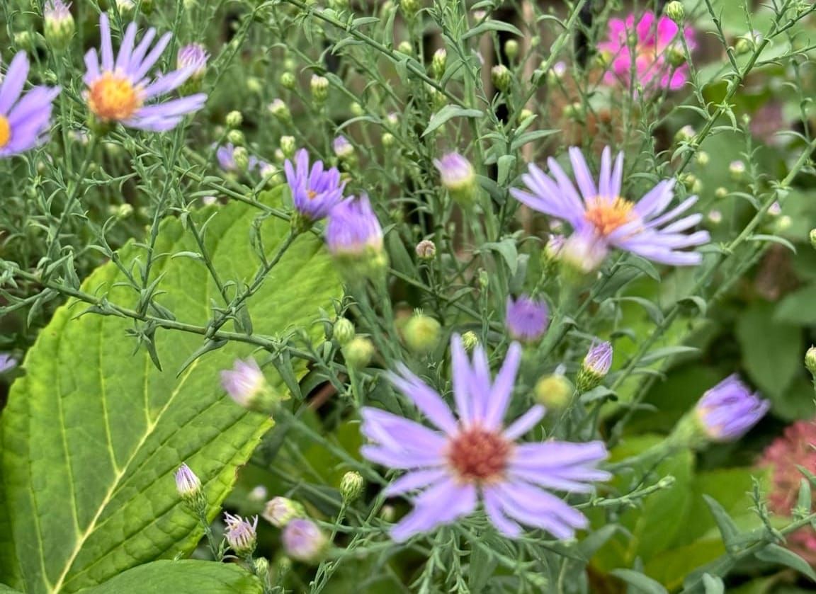 Asters blooming in Colleen Connor's garden